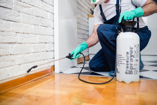 Ant control solutions