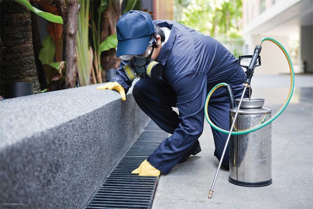 ant spray treatment