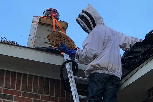 Bee Control Services