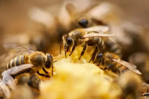 Bee Control Solutions