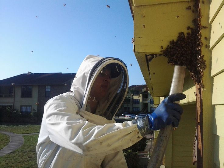 bee control services