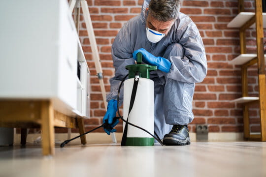 centipede spray treatment