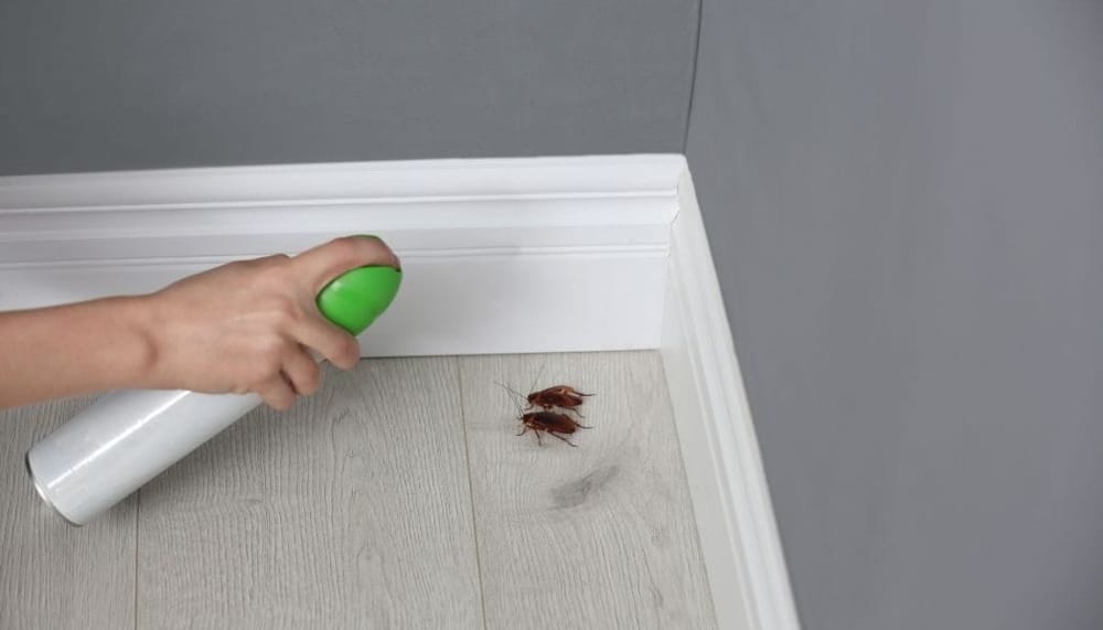 cockroach spray control