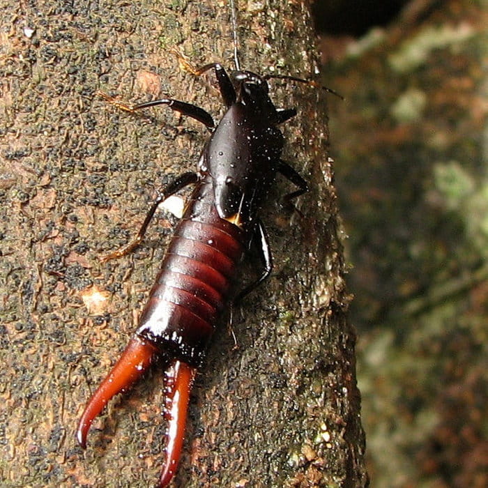 earwig spray control