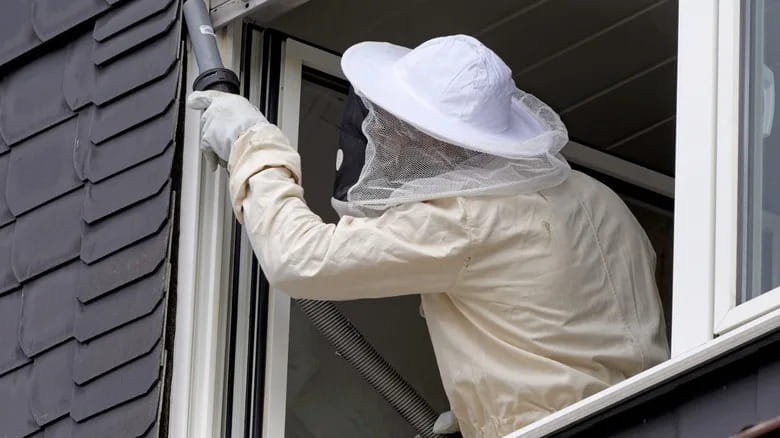Hornet Control Services