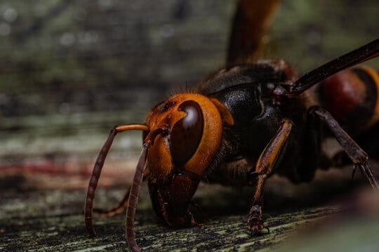 Hornet Control Solutions