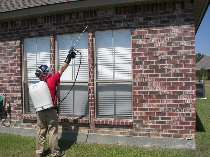 hornet spray control services