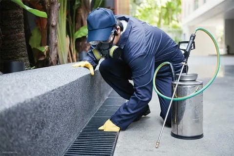 Indoor Pest Spray Treatment Services