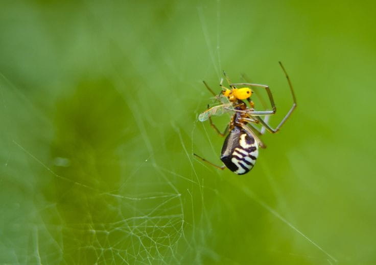 Spider Control Services