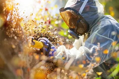 Wasp Control Services