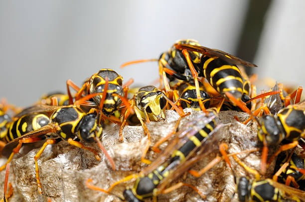 Wasp Control Solutions