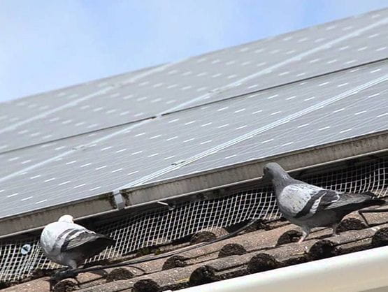 Bird Control