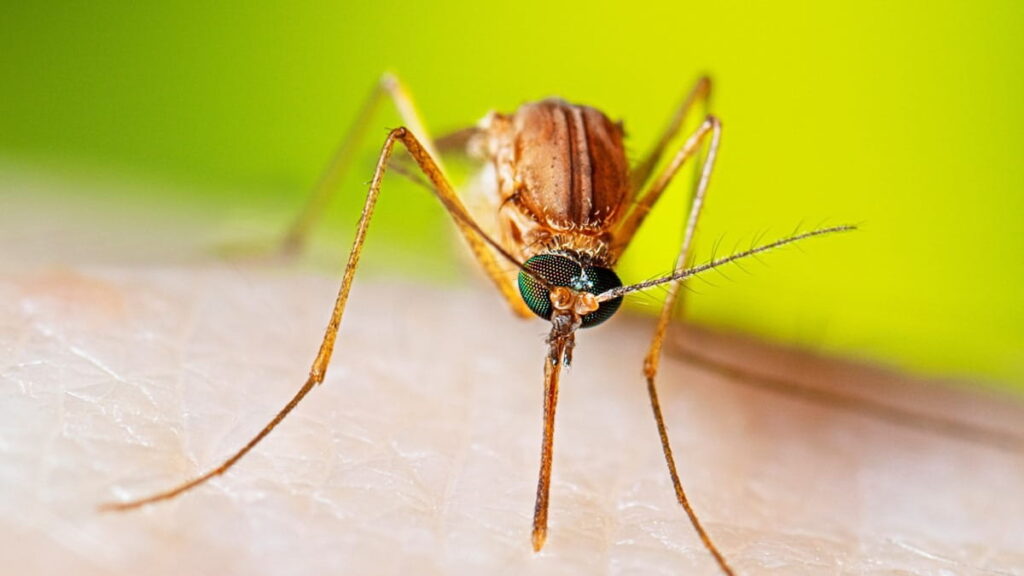 Mosquito Control Services
