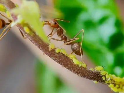 Preventive Pest Control Solutions