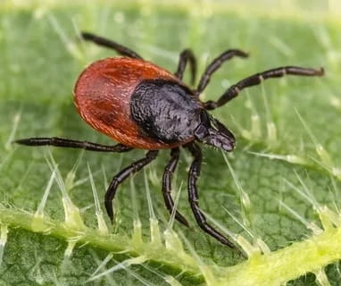 Tick Control Solutions