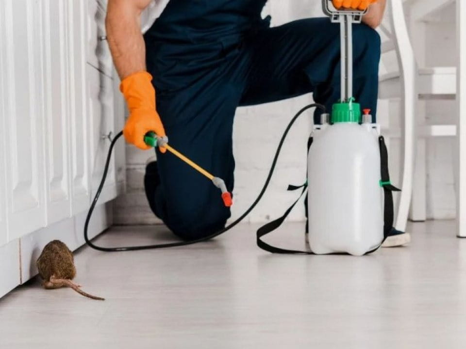 Rodent control services in Museum District, TX
