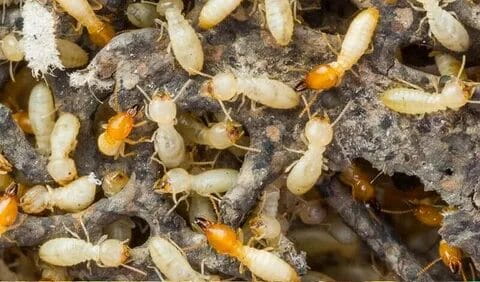 Termite Control Solutions