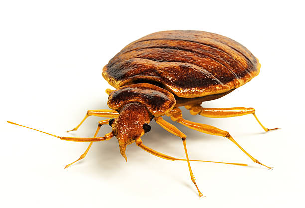 Bed Bugs