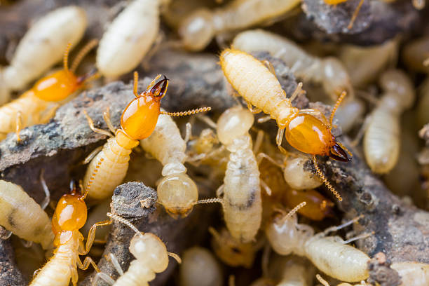 Termites Control