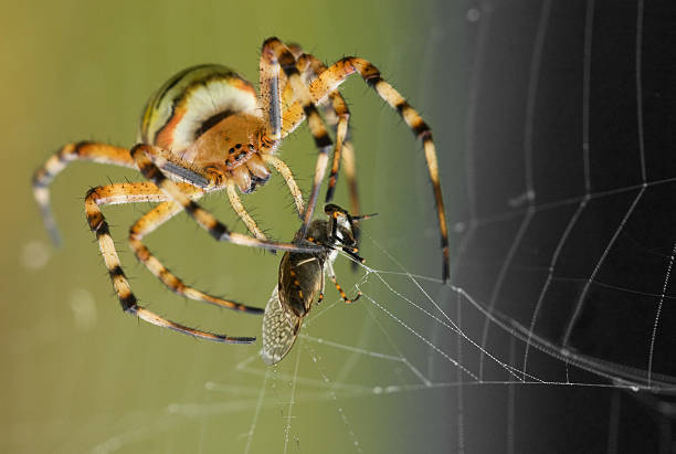 Spiders