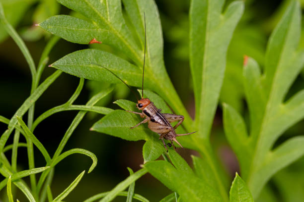 Cricket Spray Services