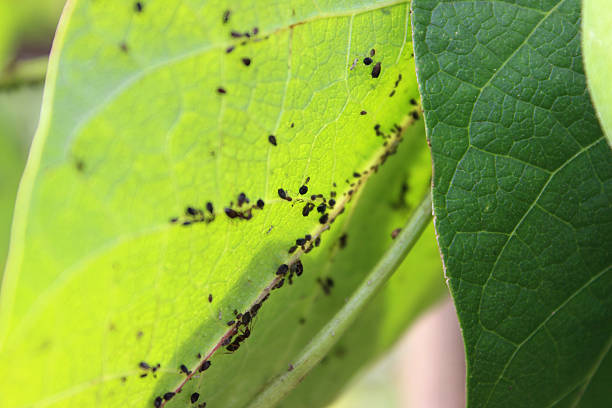 Eco Friendly Pest control