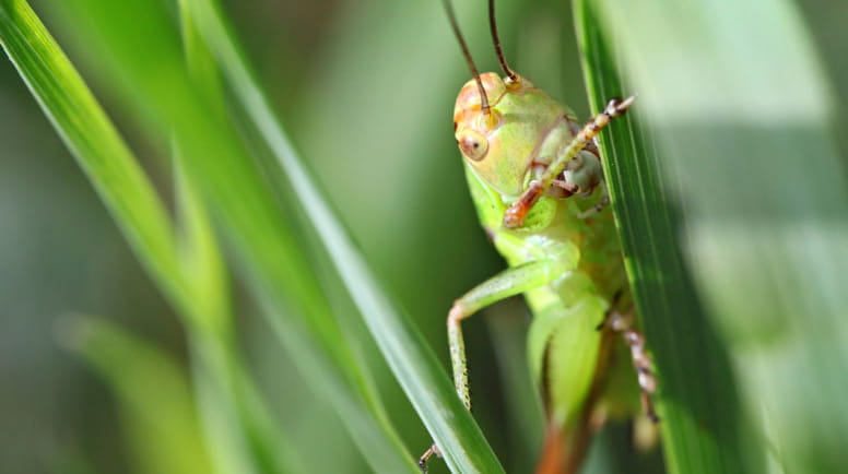 Lawn Insect Control Services