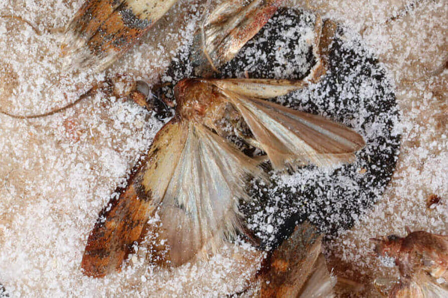 Moth Spray Treatment Services