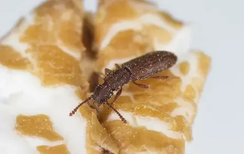 Pantry Pest Control Services