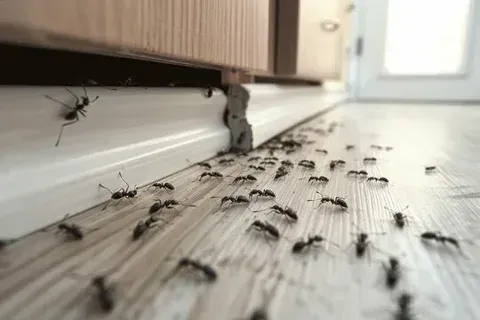 same day pest control