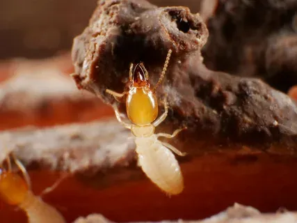 Termite Barrier Control